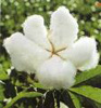 Cotton